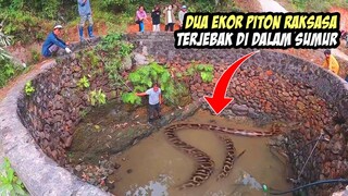 Menegangkan! Detik-detik Evakuasi Dua Ular Piton Raksasa yang Terjebak di Dalam Sumur!