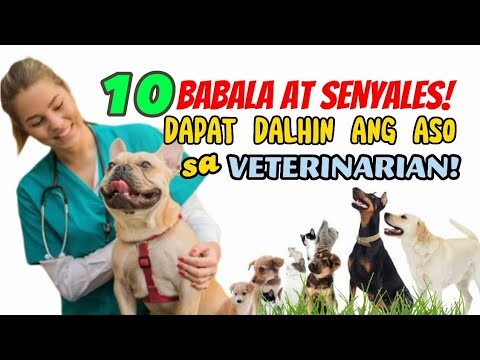 MGA BABALA AT SENYALES NA DAPAT MONG DALHIN ANG IYONG ASO SA BETERINARYO | Tenrou21