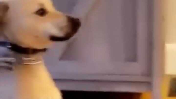 Doggy: I just said “I love you”—what’s there to get so excited about, humans?