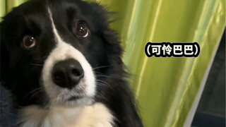 It turns out that when puppies feel scared, they immediately seek out their "mom."