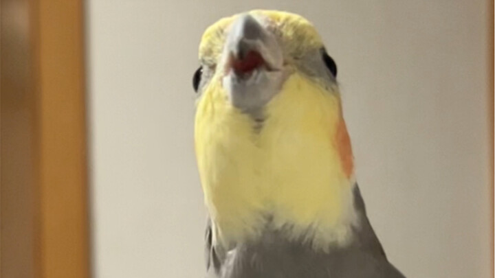 The Three Major Rules and Eight Points of Attention: Pure Enjoyment Teaching Version (Polite Bird)