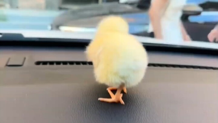 การเติบโตของลูกไก่