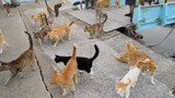 [Pulau Kucing] Ada Sangat Banyak Kucing untuk Orang-orang yang Datang di Sore Hari