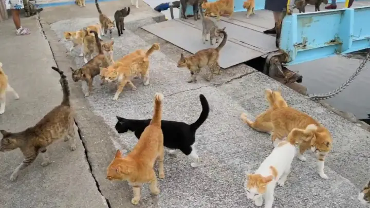 【Ao Island】People Who Arrived In The Afternoon, There's Too Many Cats!