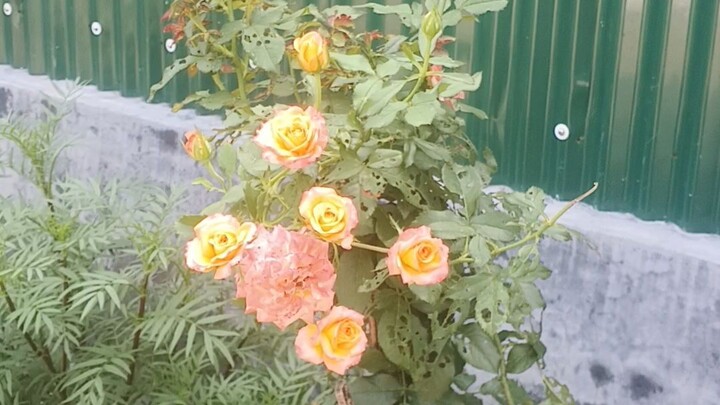 গোলাপ ফুল🌹