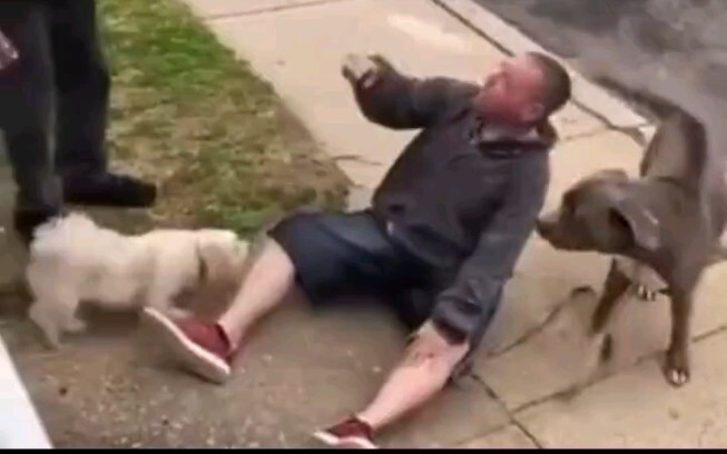 Anjing: Aku kalah darimu, masa kalah juga sama anjingmu?