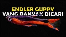 WAJIB PUNYA JENIS ENDLER GUPPY TERCANTIK YANG DAPAT MENGISI AKUARIUM KALIAN