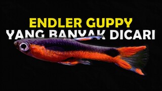 WAJIB PUNYA JENIS ENDLER GUPPY TERCANTIK YANG DAPAT MENGISI AKUARIUM KALIAN