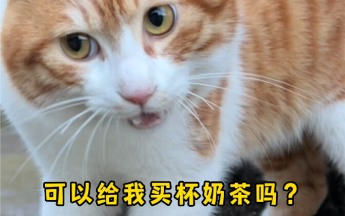 يا~ ليس الأمر أنني لا أملك المال، بل لأن الشاي بالحليب الذي اشتريته أحلى بكثير~