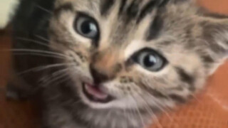 喵呜！！！！人类真的好烦！！！！