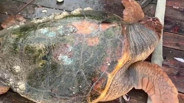 Fishermen went out to sea and caught a giant sea turtle.