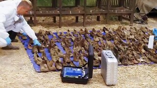 Bí ẩn về xác chết giấu trong chuồng lợn: Kẻ giết người đã dùng lợn để phi tang xác chết và cuối cùng
