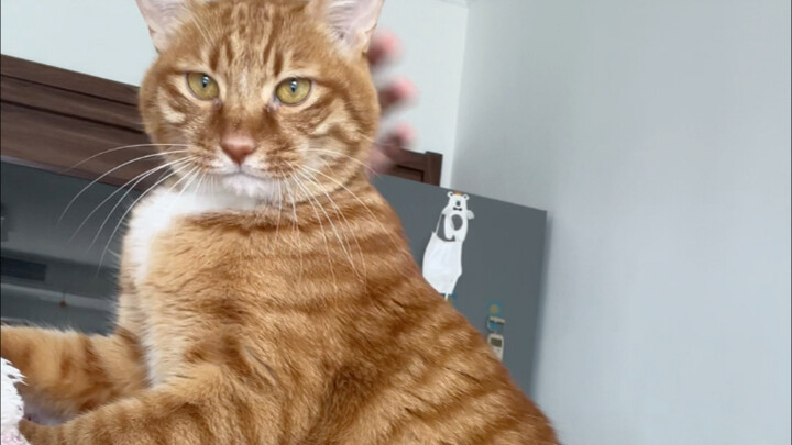 بمجرد أن أفكر فيما سيحدث بعد ذلك، أشعر بالرغبة في الضحك.