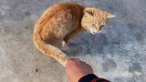 猫咪走路时被握住尾巴，一边走一边口吐芬芳，橘猫直接骂上了！