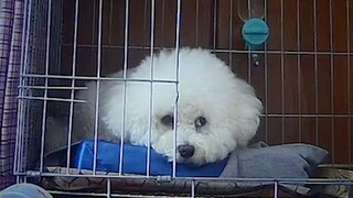 ลูกสุนัขเซี่ยงไฮ้ใช้เวลากักตัว 19 วัน