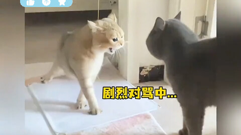 Cat: W-w-what? Are you pulling a scam?