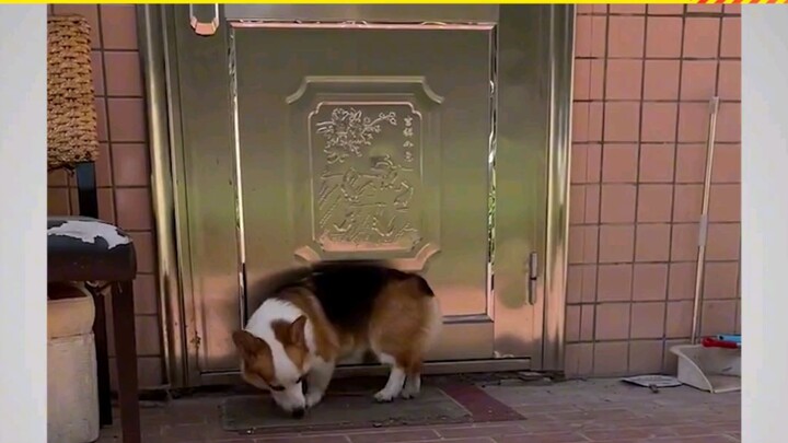 Một chú corgi thích sang nhà hàng xóm: Ông nội cần tôi