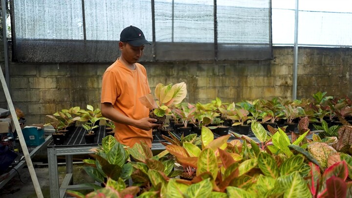 Bisnis Budidaya Aglonema