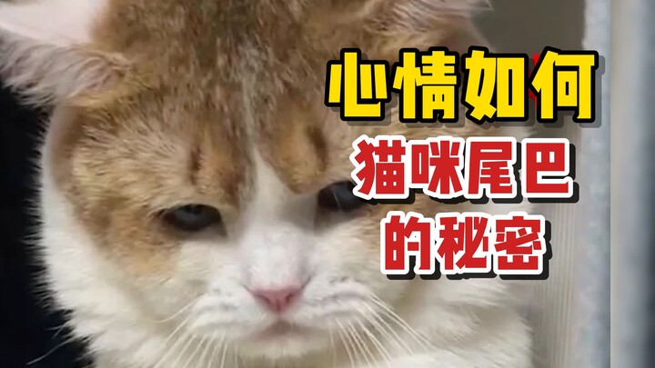 What Do Cat Tails Really Mean? Learn to Read Your Cat’s Mind at a Glance!