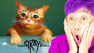 LANKYBOX Playing STRAY!? (FULL GAME PLAY!)