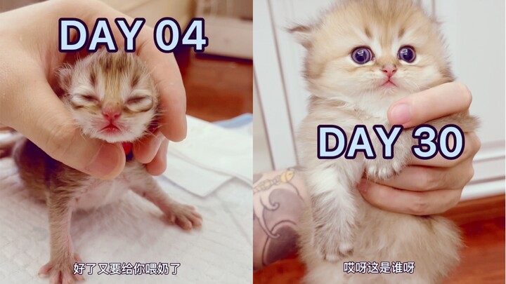 A Kitten's 30 Days