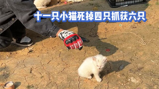 The kitten is being examined!
