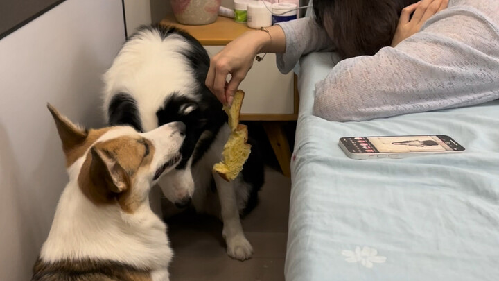 Tôi muốn làm một chú chó biết điều