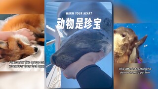 动物是最棒的...