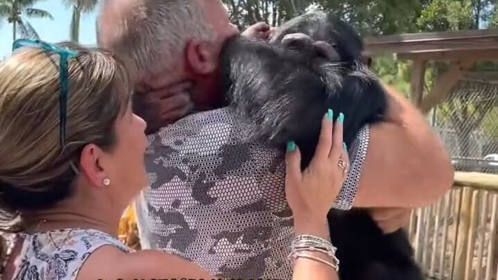 คู่รักต่างชาติช่วยชีวิตลิงชิมแปนซีตัวหนึ่ง หลายปีต่อมาทั้งสองกลับมาพบกันอีกครั้งจนตื้นตันจนน้ำตาไหล