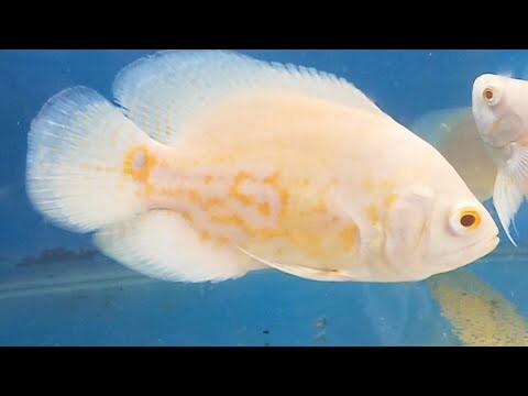 APAKAH BISA MEMELIHARA IKAN OSCAR LEBIH DARI 1 EKOR??