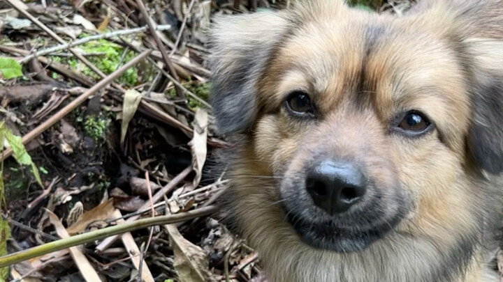 [Fun Dog & Silly Guy] The creator is exploring—welcome to watch and please like, share, and subscrib