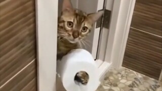 You raise a cat for a thousand days, but only use it for a single moment.