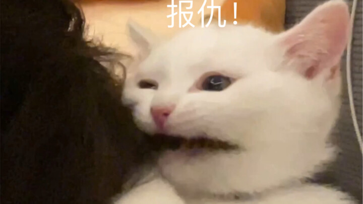 Mèo con luôn trả thù ngay trong ngày!