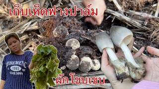 น้องอิ๋วพาเก็บเห็ดฟางปาล์มเต็มถุงเหมือนเดิม มาเจอผักที่ไม่เคยรู้จักด้วย?!