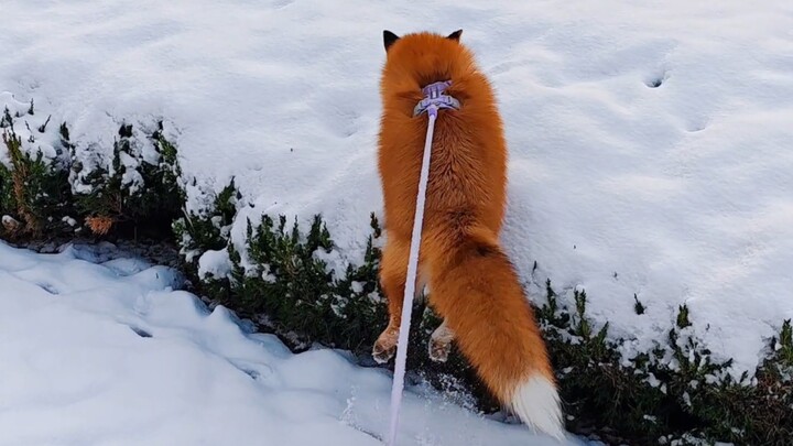 الثعلب شعر بحماس شديد عند رؤية الثلج وطار في الهواء بسرعة!
