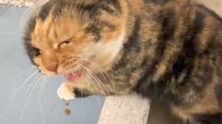 Meow: Ah! Meow, ah ah, meow?