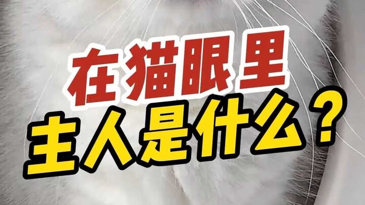 What Is the Owner in a Cat’s Eyes?