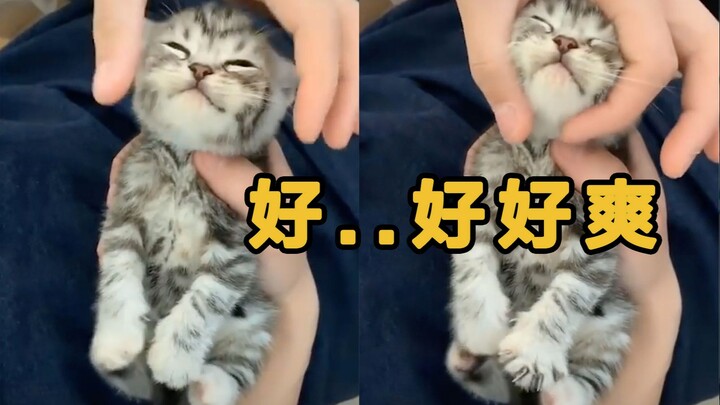 Seekor anak kucing kecil yang sangat menikmati saat-saatnya, gaya mengayuh kakinya itu lucu banget!!