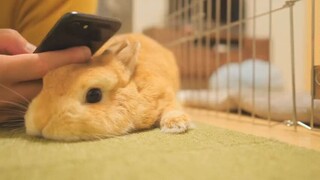 Bạn Nhật Bản Nuôi Thỏ Lùn Hà Lan Siêu Cưng, Biết Tự Rửa Chân Rửa Mặt