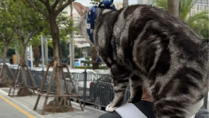 الفرق بين غسل قطة I وغسل قطة e