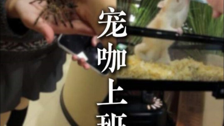 Một ngày đi làm của thú cưng nổi tiếng