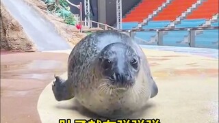 海豹为什么喜欢拍自己的肚子？因为在它们眼里，胖胖的肚子是成熟、健康的表现...原来是在偷摸炫耀呢！