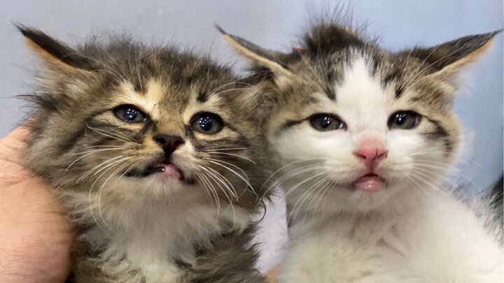 Lại có người đến nhận nuôi mèo con rồi! Lần này chúng tôi làm lớn luôn: bắt trộm thay vì mua, bắt ng