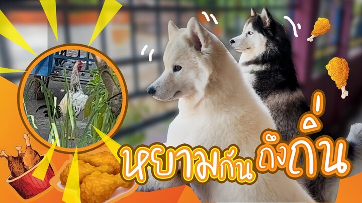 หยามกันถึงถิ่น! ชาวบ้านปล่อยไก่มาล่อหมาถึงหน้าบ้านเลยงานนี้จบไม่สวยแน่ๆ
