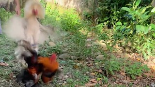 Spar 4yrs cock vs bullstag