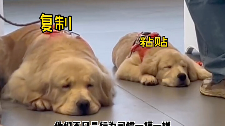 Con cún nhỏ của tôi hình như vừa sinh ra một phiên bản giống hệt mình!!