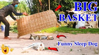 New Prank Dog! Big Basket vs Prank Sleep Dogs, So Funny Prank Video