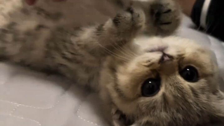 It’s tiny and so cuddly.
