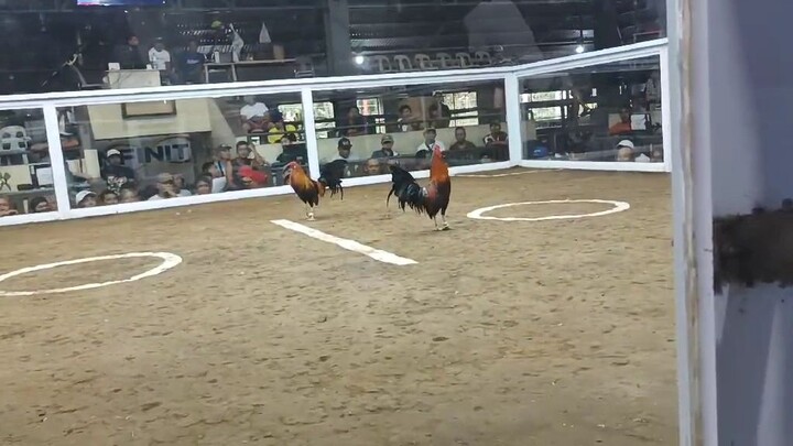 lusiana cockpit arena first fight win bulag ang kanan mata . partida ng kalaban kanan tari