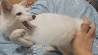 Lovely white fox with big fluffy tail